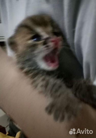 Азиатские леопардовые коты в разведение или семью