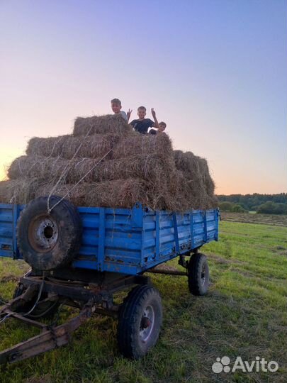 Продам сено в миннитюках