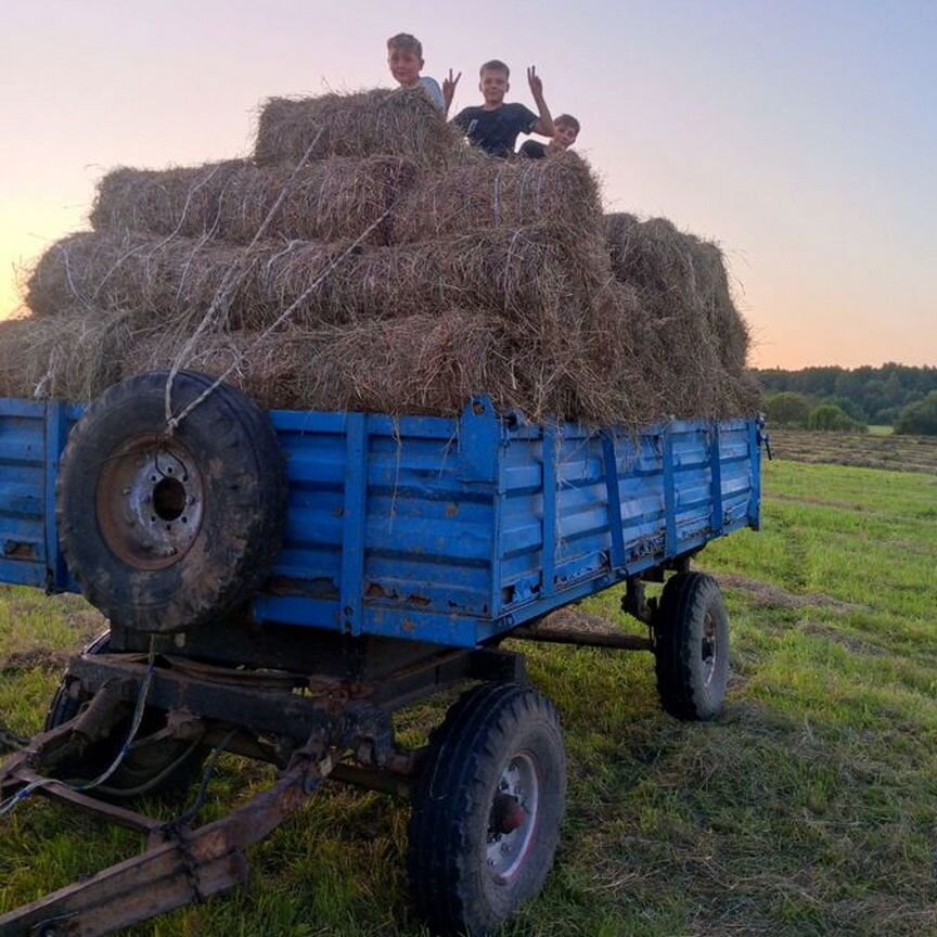 Продам сено в миннитюках