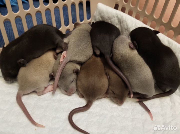 Крысята Бурмиз, Голубые, Чёрные Крыса Дамбо