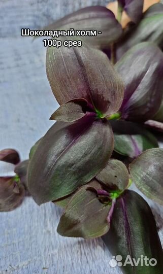 Традесканции / Каллизии