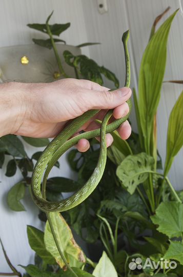 Плетевидные змеи