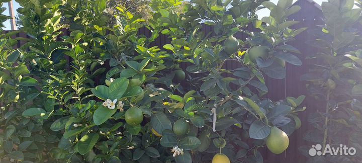 Лимонное дерево