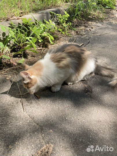 Потеряшка кошка