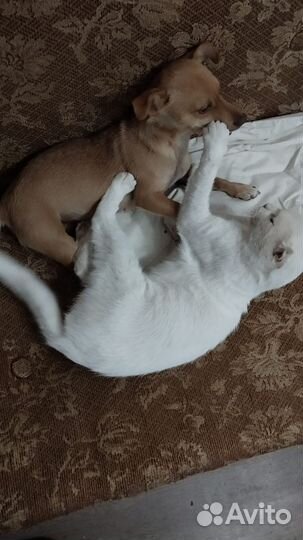 Потерялась собака