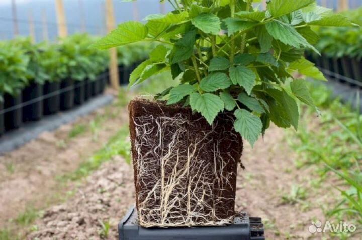 Саженцы малины Кумберленд