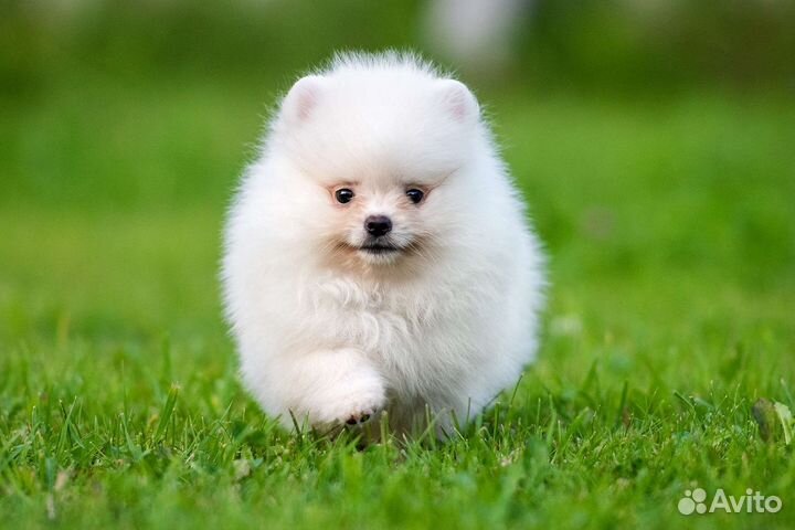 Померанский шпиц медвежьего типа, девочка, 2 мес