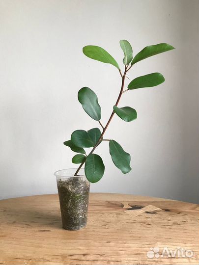 Фикус Наталенсис (Натальский)