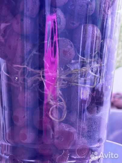 Филодендрон конго грин марбл