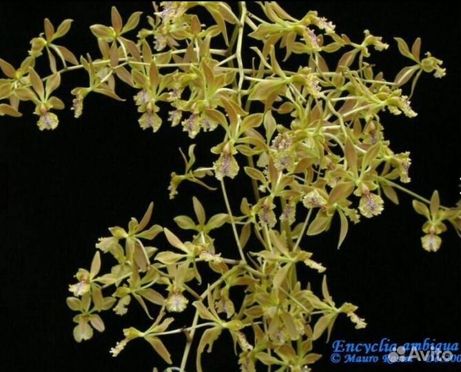 Encyclia ambigua