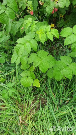 Саженцы малины