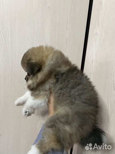 Шпиц