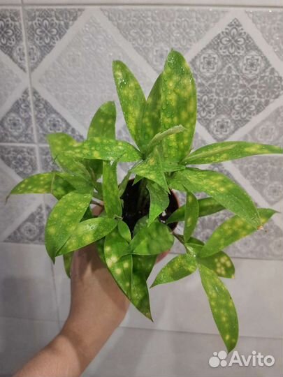 Драцена суркулоза Майк
