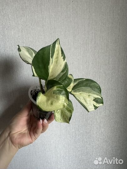 Пеларгония герань, эпипремнум