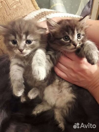Котята 1,5 мес