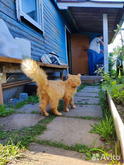 Кот в добрые руки