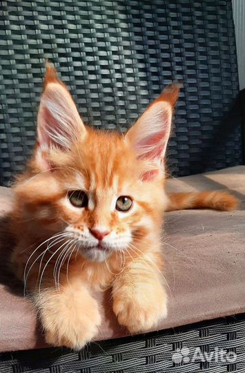 Котята мейн-кун