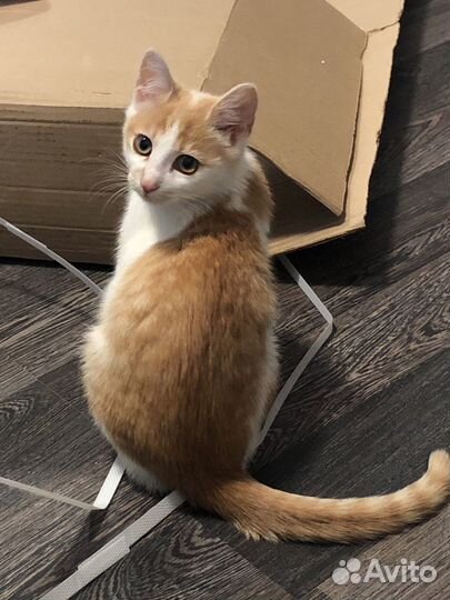 Котенок в добрые руки