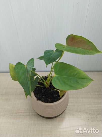 Антуриум красный