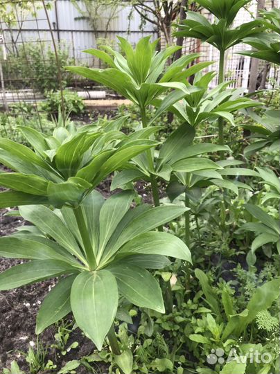 Лилии луковицы