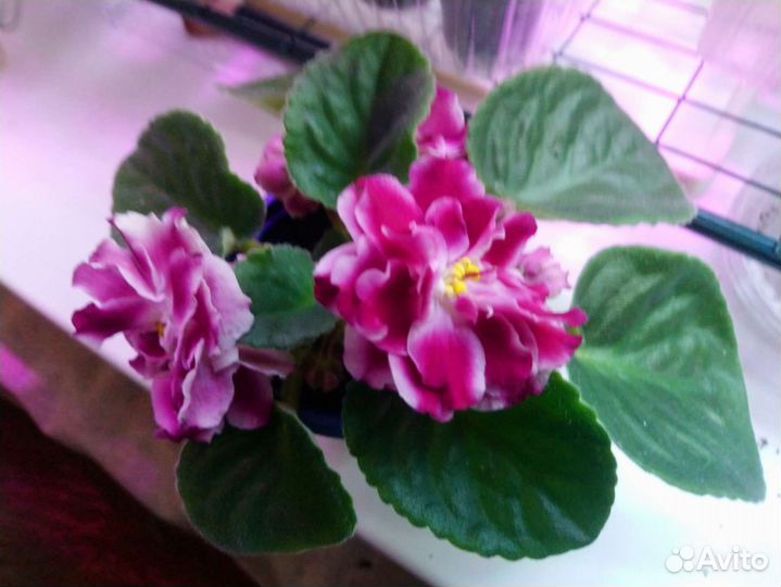 Сортовая фиалка рс Магнат