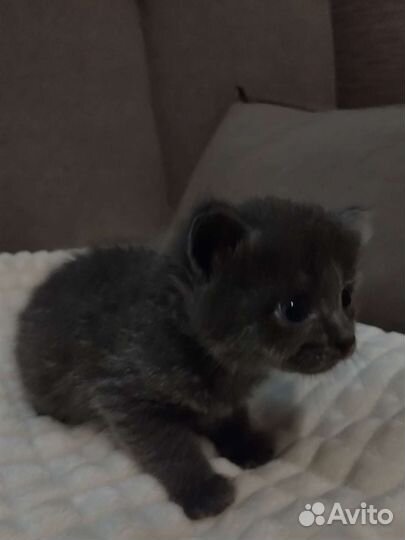 Котята девочки