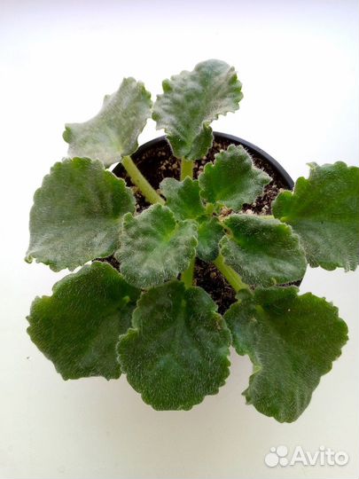 Детки сортовых фиалок