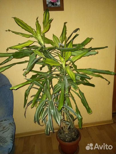 Большой цветок