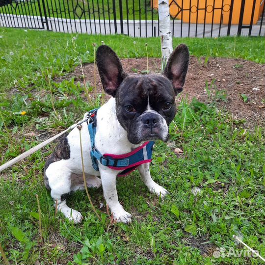 Французский бульдог бесплатно