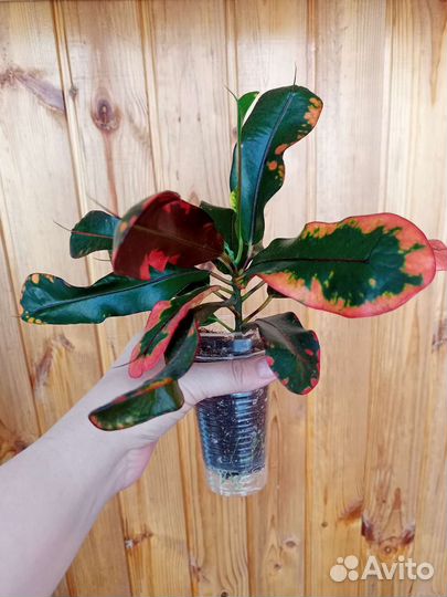 Кодиеум кротон Мамми, Голд Стар, Кисть Пикассо