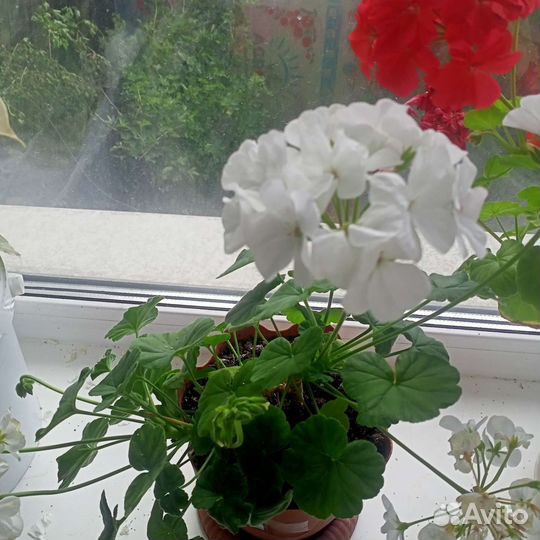 Пеларгония герань