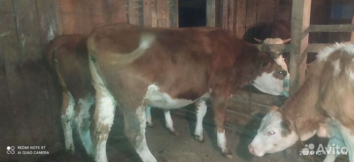 Телки и овцы