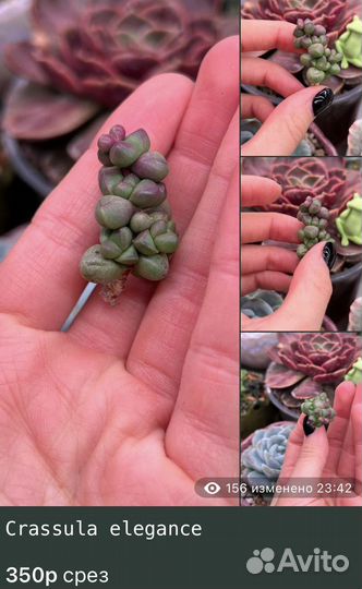 Крассулы Редкие Суккуленты часть 1