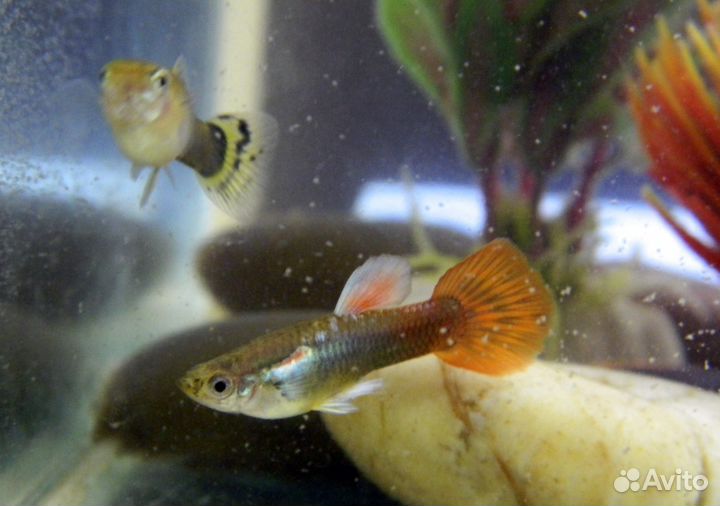 Гуппи