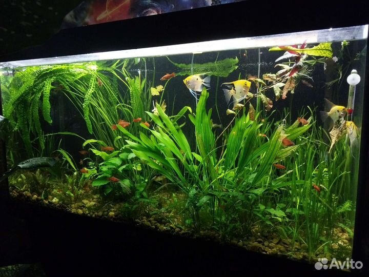 Аквариум
