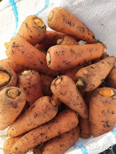 Морковь свекла