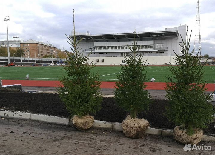 Саженцы ели от производителя экстра класс