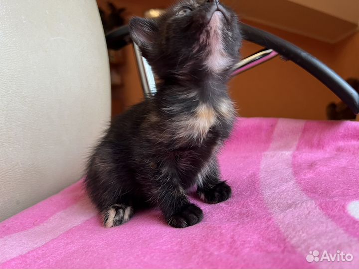 Кошка черепаховая