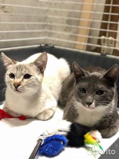 Котята с самыми красивыми глазами