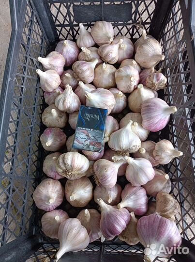 Продам чеснок