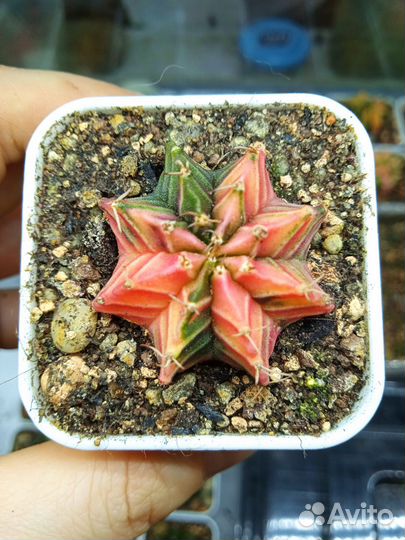 Товары для дома