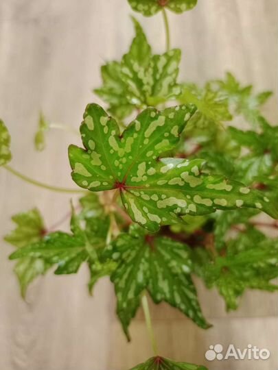 Бегония каудексная Дреге