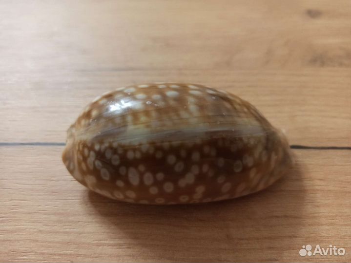 Морская раковина