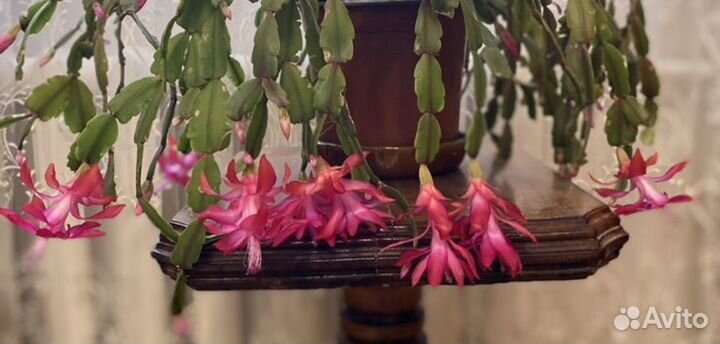 Декабрист рождественник