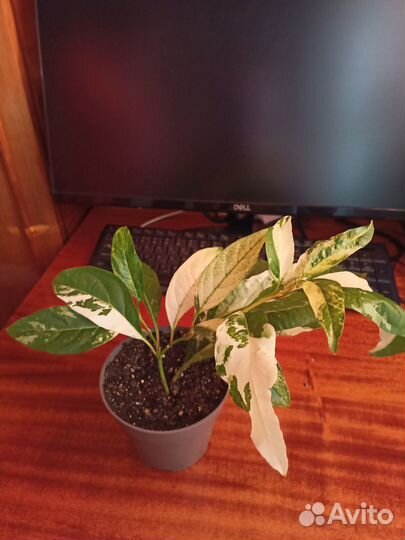 Цитарексилум варегатный