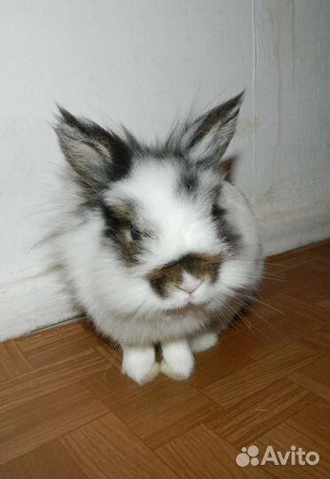 Передержка маленьких и экзотических питомцев