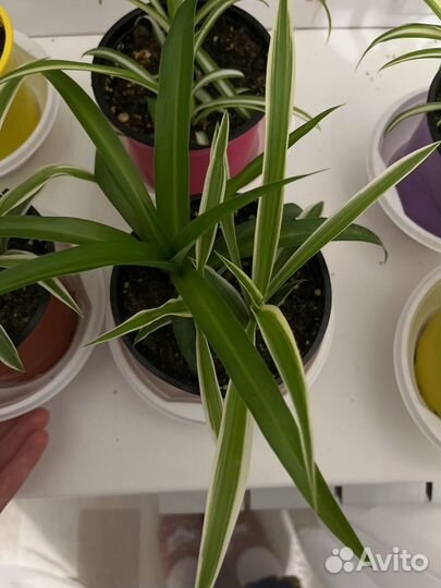 Хлорофитум разные виды