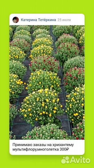 Хризантема мультифлора шаровидная,многолетка