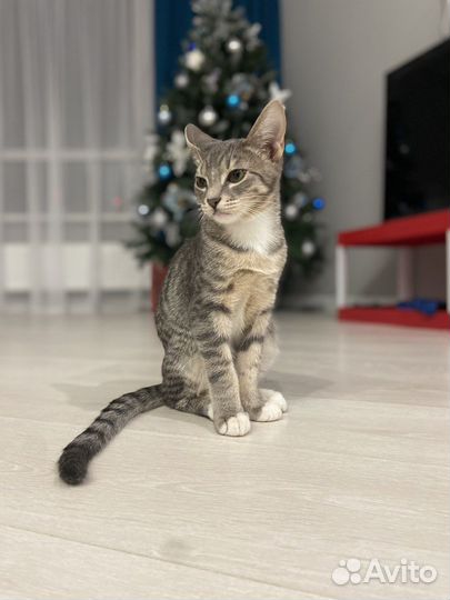 Абиссинский кот