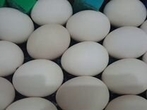 Яйцо ут�ки и индоутки инкубационное